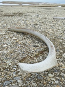 Unterkiefer eines Buckelwals