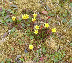 Blumen