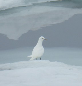 Elfenbeinmöwe