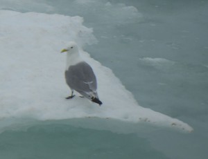 Dreizehenmöwe
