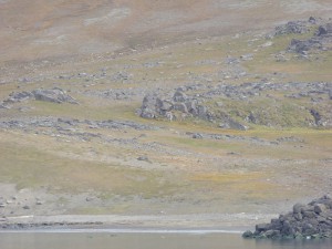 Rentier-Suchbild vom Schiff aus (genau in der Mitte)