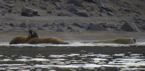 ... zieht sich ins Wasser zurück