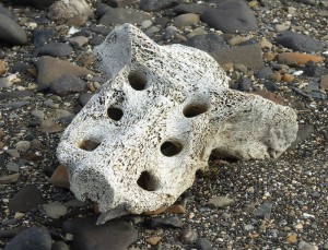 Walrossknochen
