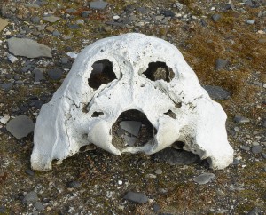 Walrossknochen