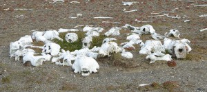 Walrossknochen