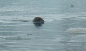 neugieriger Seehund