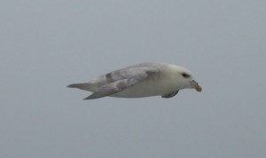 Sturmvögel am Abend
