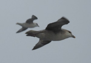 Sturmvögel am Abend
