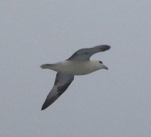 Sturmvögel am Abend