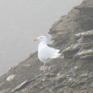 Möwe