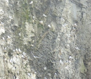 Dreizehenmöwen