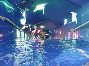 Aqua Racer