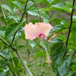 Hibiskus im Regen