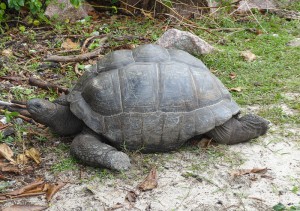 Riesenschildkröte