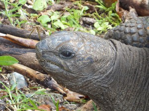Riesenschildkröte