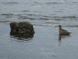Strandläufer