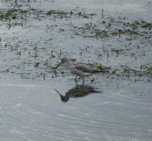 Strandläufer