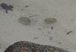 Krebse im Wasser