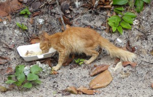 Katzen mögen doch Curry