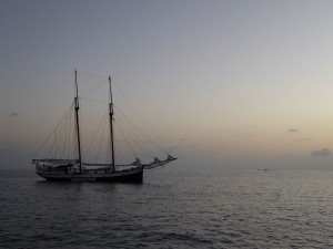 Sea Pearl