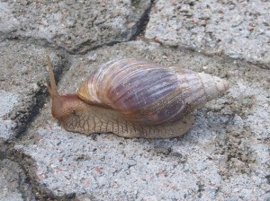 auch Schnecken sind hier größer