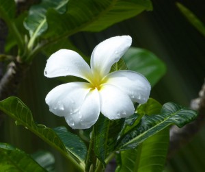 Frangipani-Blüte