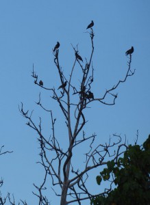 Vögel im Baum