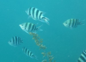Schnorcheln vor Round Island