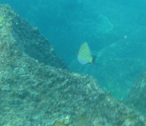 Schnorcheln vor Round Island