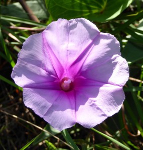 Blume