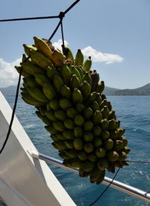 die Bananenstaude an Tag 1
