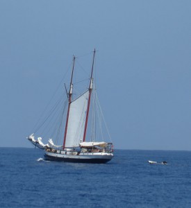 Sea Pearl