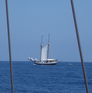 Sea Pearl