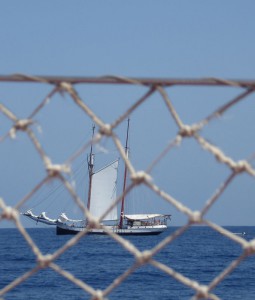 Sea Pearl