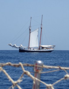 Sea Pearl