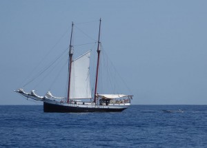 Sea Pearl