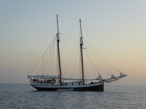 Sea Pearl