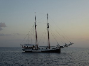 Sea Pearl