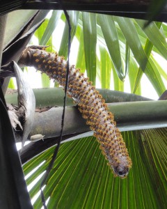 männliche Coco de Mer
