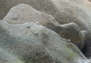 Krabben am Strand