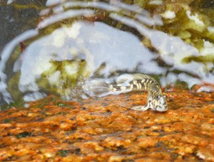 Lungenfisch