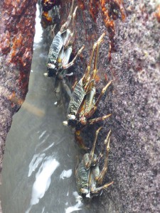 Krabben am Strand