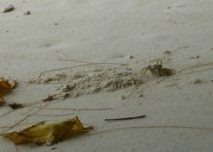 Krabben am Strand