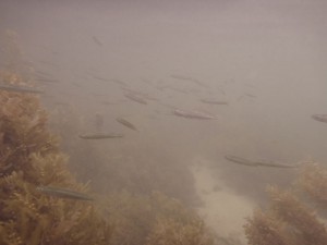 Fische
