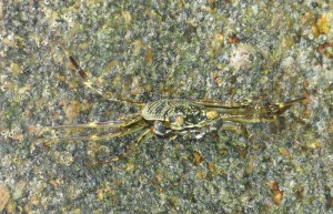 Krabben am Strand