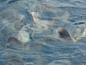 Fische füttern