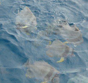 Fische füttern