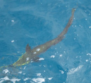 Fische füttern