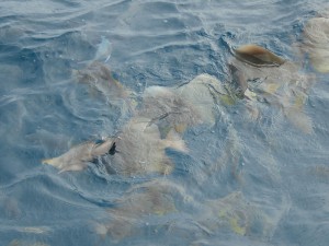 Fische füttern