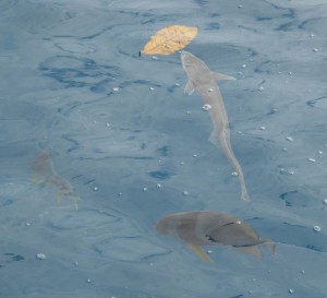 Fische füttern